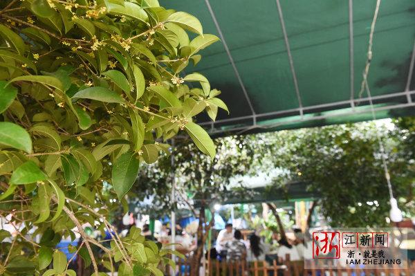 杭州早桂已绽放 桂花树下好喝茶
