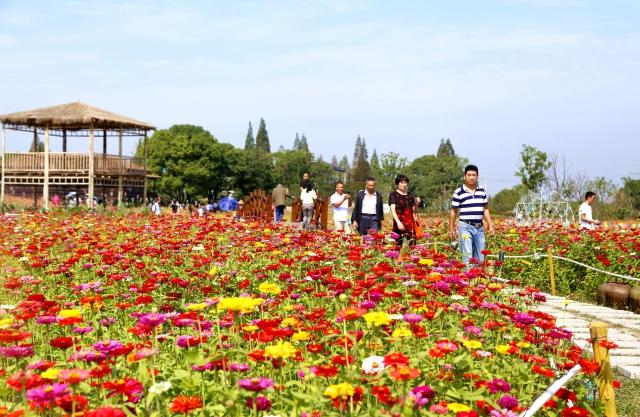 南浔乡村旅游串点成线 三百亩花海游客盈门