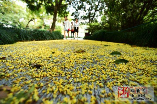 寒露节气,杭州西湖景区,被风吹落的桂花铺了一地,呈现出一地金黄色.