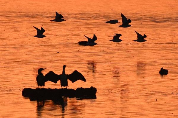 德国中部施特劳斯富特附近,几只鸟飞过日落时分的湖面. 新华社  美联