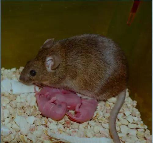 中科院实现哺乳动物同性繁殖:雌性小鼠完全健康