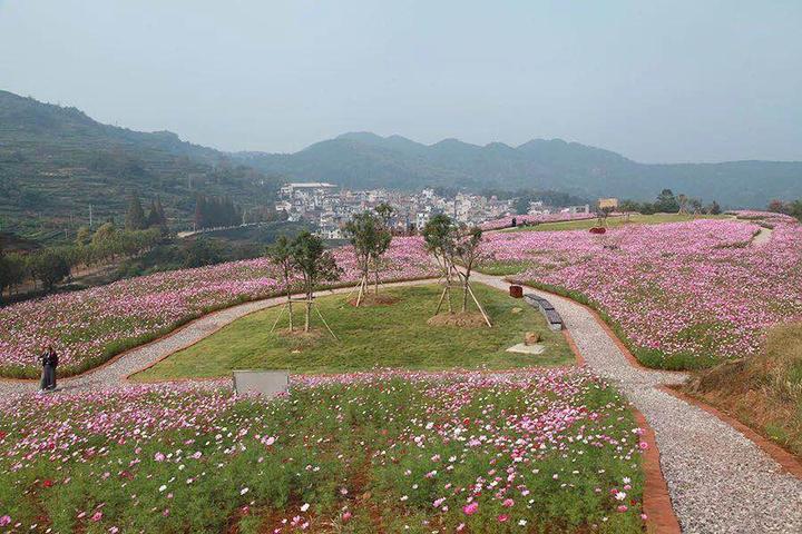 灵山下村这片花海又"火"了起来