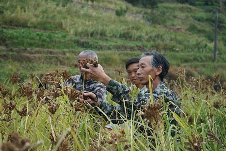 千钟粟 浙江新闻官网