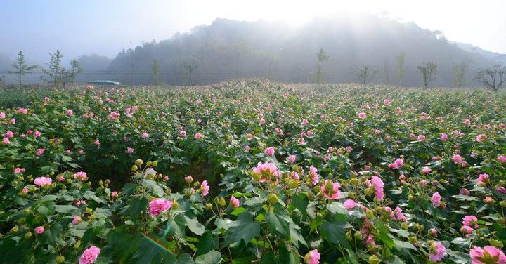 当千亩芙蓉花海遇上音乐节 见你从未见过的兰溪诸葛