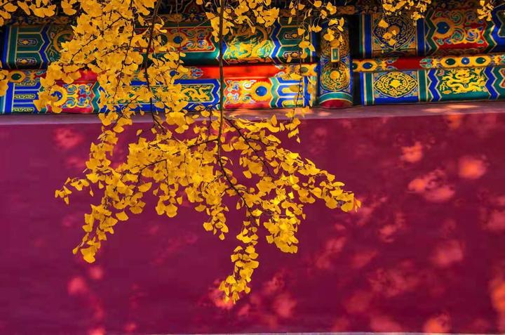 《故宫秋色》金华游子 摄于北京
