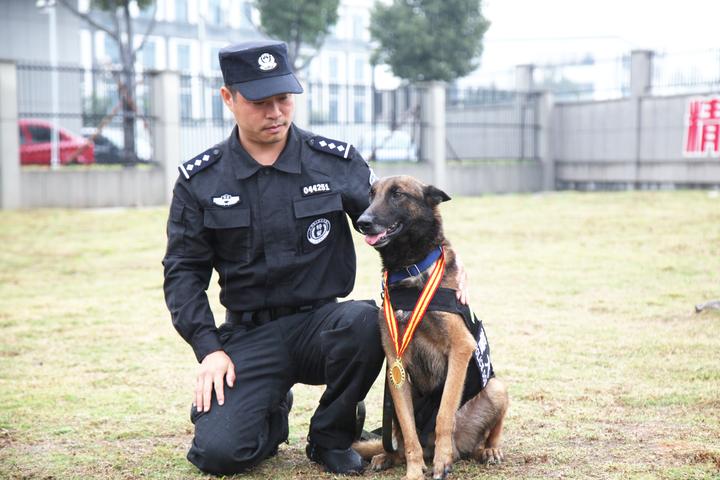 警犬"天马"因伤退役 它的故事令人感动