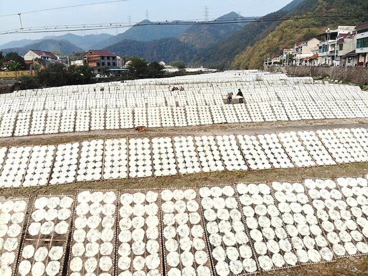 嵊州甘霖镇殿前村村民晒榨面晒出好年景