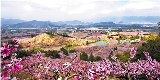 春天,奉化桃花灼灼"花经济"生机勃勃