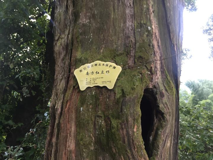 平田村有着300年树龄的南方红豆杉
