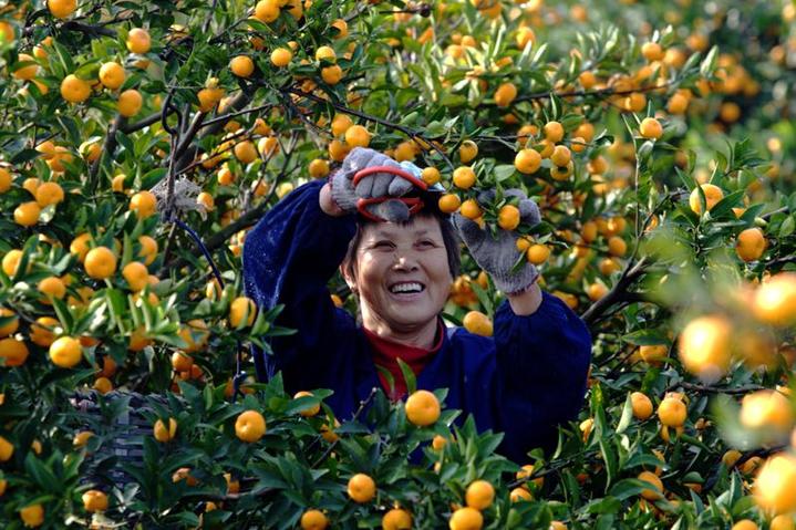 浙江 踢馆了!江西蜜橘来杭推介 叫板浙产蜜橘有啥招?