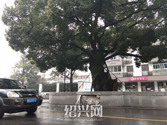 位于绍兴越城区延安路上的"大树下,几乎家喻户晓,但在11月25日"大树