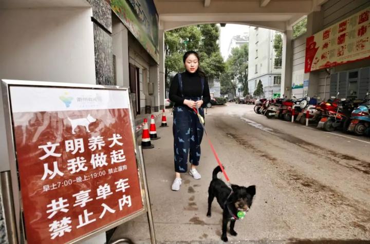 市民在规定时间内文明遛狗.