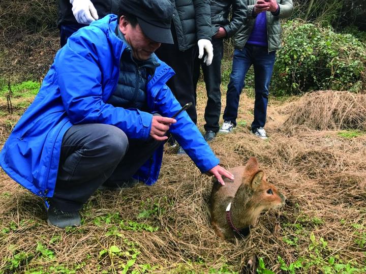 保护珍稀濒危野生动植物舟山河麂放生余姚林区