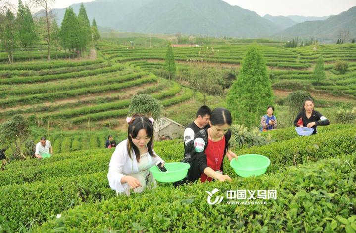 义乌大陈镇道人峰茶园 资料图