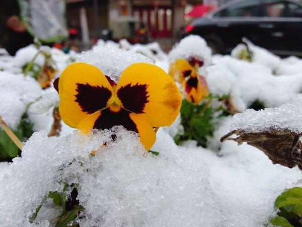 雪蝴蝶  是蝴蝶落在雪中,还是雪中长出一朵蝴蝶花?拍客:子淳