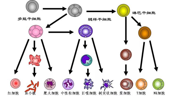 造血干细胞移植能治疗哪些疾病?