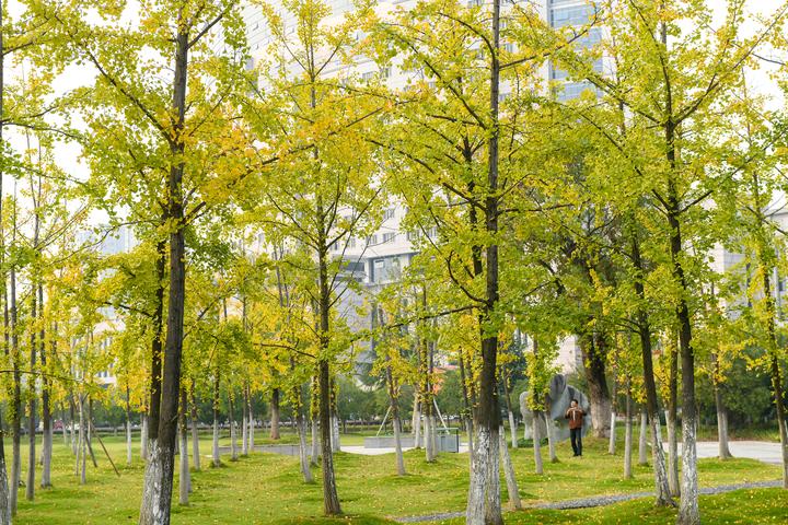 10月18日,东阳市民在市民广场的银杏林里取景拍照.