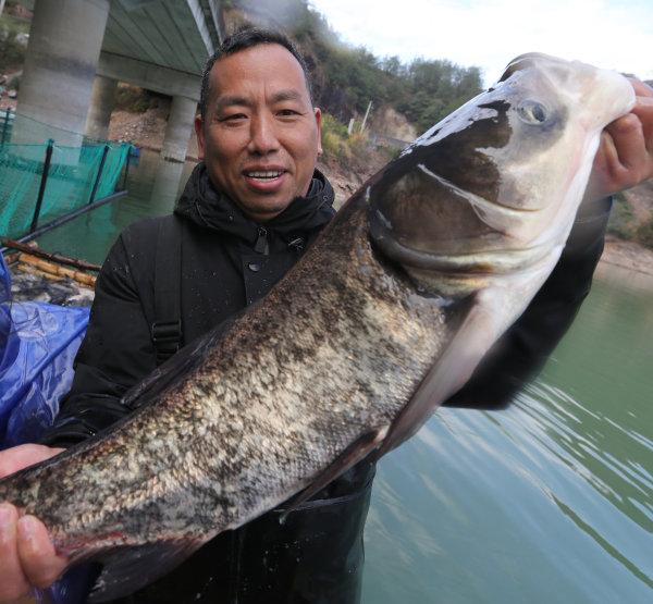 近日,象珠镇三渡溪水库有机鱼养殖区水域上一片繁忙,在养殖户们的大网