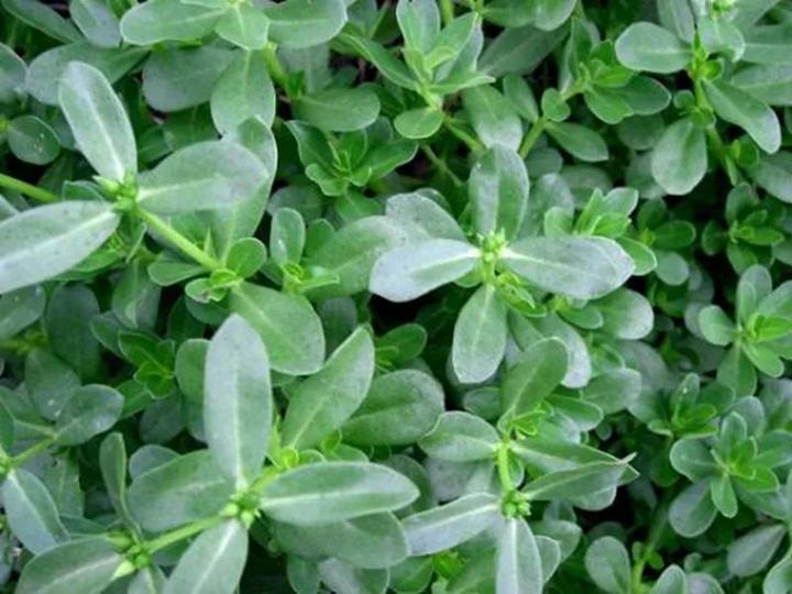 "猪屎豆"是豆科植物,也是传统的中药植物,全株可入药.