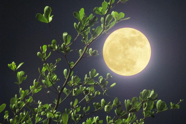 全年最大月亮将登场 过元宵的你能否看到"超级月亮"