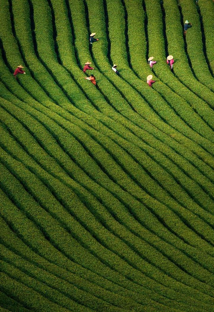 新昌:光影定格下的中国茶乡之美