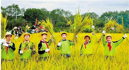 小学生到白鹤殿口村割水稻.拍友 陆建富 摄
