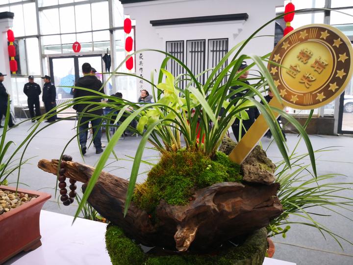 以花为媒振兴乡村 华东地区兰花博览会在柯桥漓渚举行