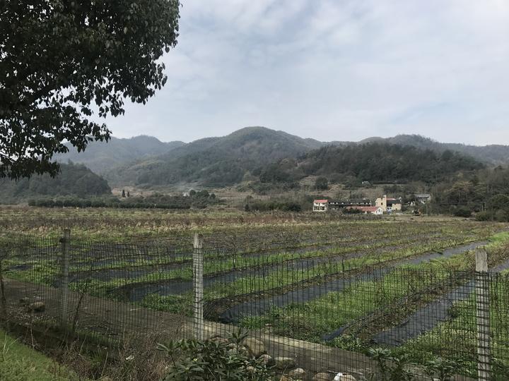 草塔镇青山村的蓝莓基地