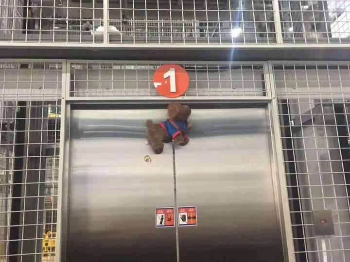 用绳子牵着宠物乘电梯——电梯检测不到绳子 宠物易被勒 养宠物的人