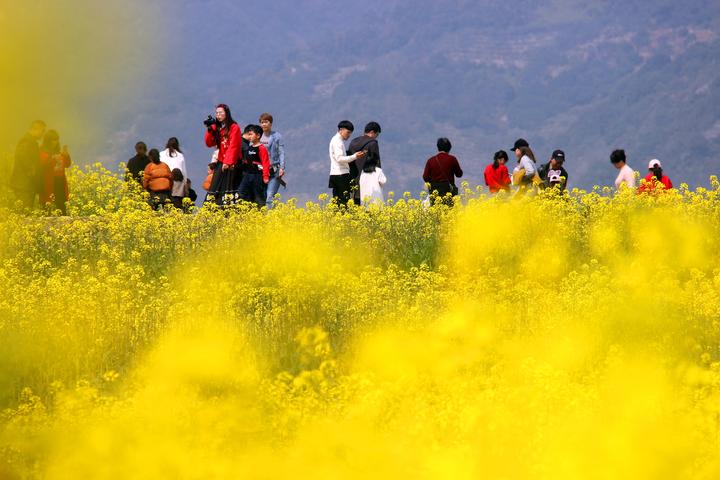 台州油菜花成海 市民们出门踏青赏花