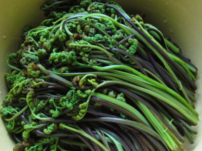蕨菜 形似拳头,茎肥色紫.