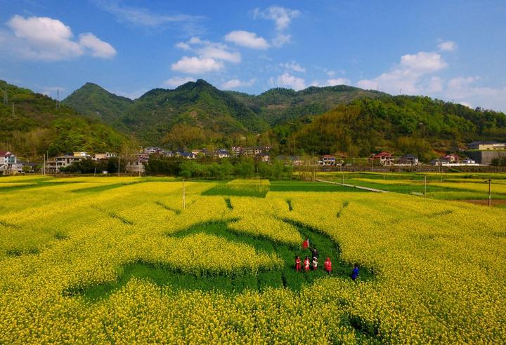 洞桥油菜花