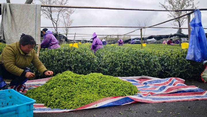 所有春茶品种均已上市!松阳茶叶进入大规模采摘期