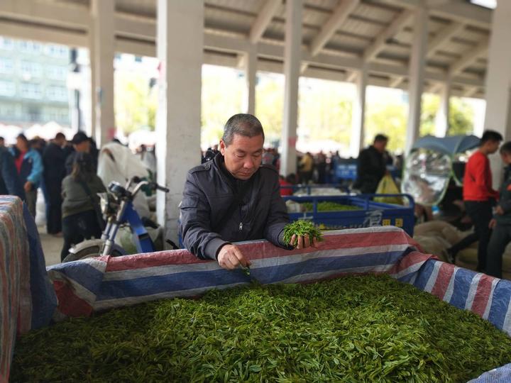 松阳茶叶进入大规模采摘期在离茶田不远的茶青交易市场,更是人声鼎沸