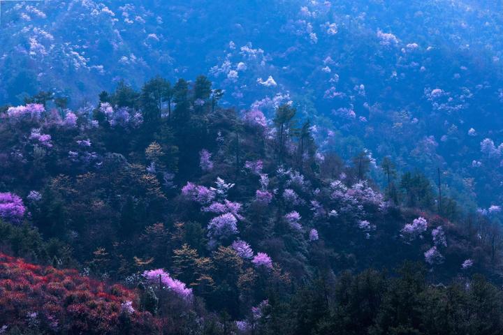 直播丨磐安樱花节开幕 最是一年春好处 绝胜樱花在磐安 !
