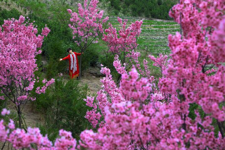 直播丨磐安樱花节开幕 最是一年春好处 绝胜樱花在磐安 !