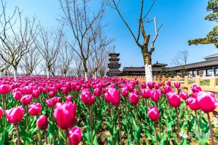 平湖钟溪文化节,樱花节3月29日开幕