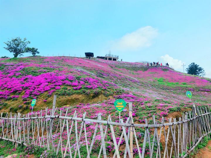 《横腊花海》何一琪 摄于横腊村