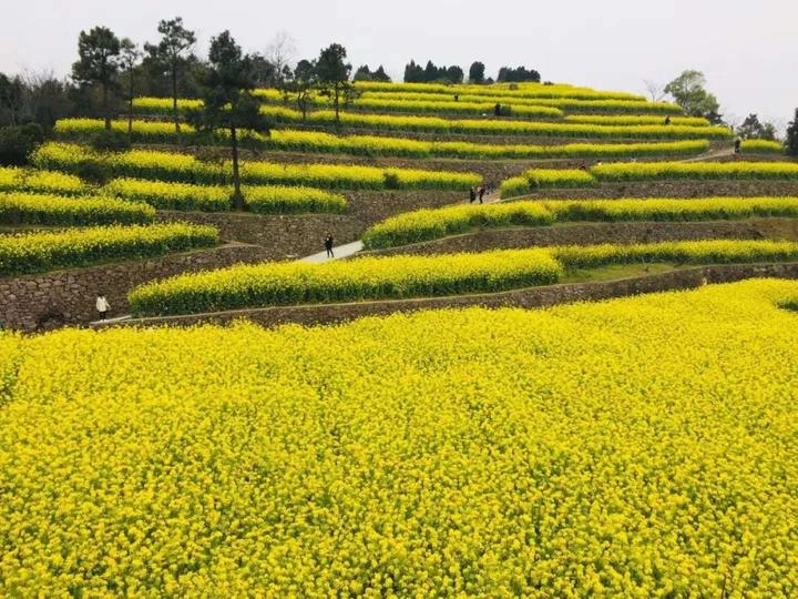 清明好天气 ,温岭15个踏青赏花免费景点出炉啦!