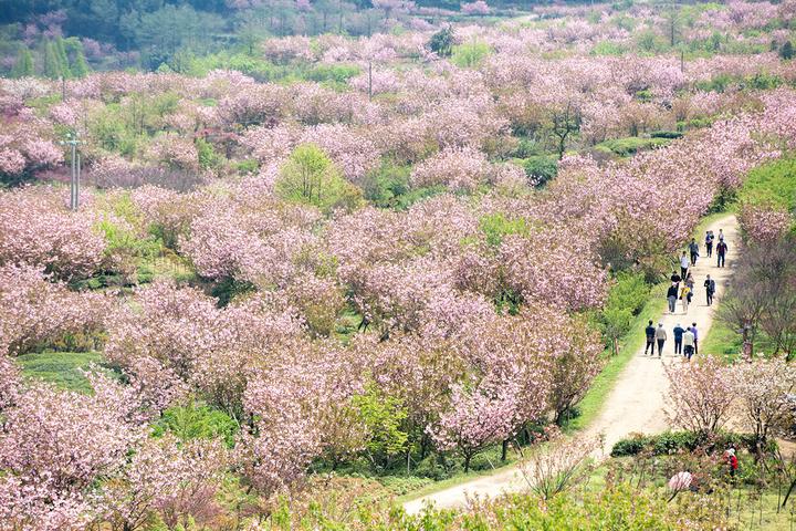 行走在花海之中 体验余姚大岚别样"樱花之旅"