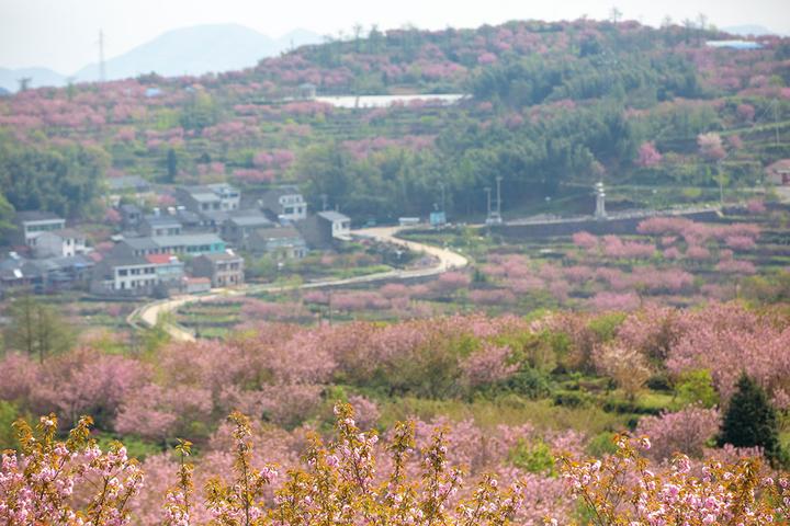 行走在花海之中 体验余姚大岚别样"樱花之旅"