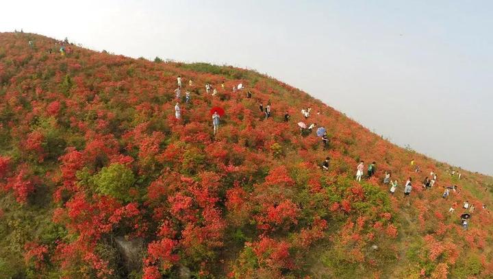 浙江赏花胜地瑞安圣井山邀您来看杜鹃