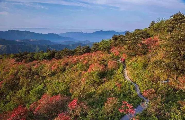 在磐安海拔700多米的高姥山,有个名气颇大的"杜鹃谷,这里的杜鹃花