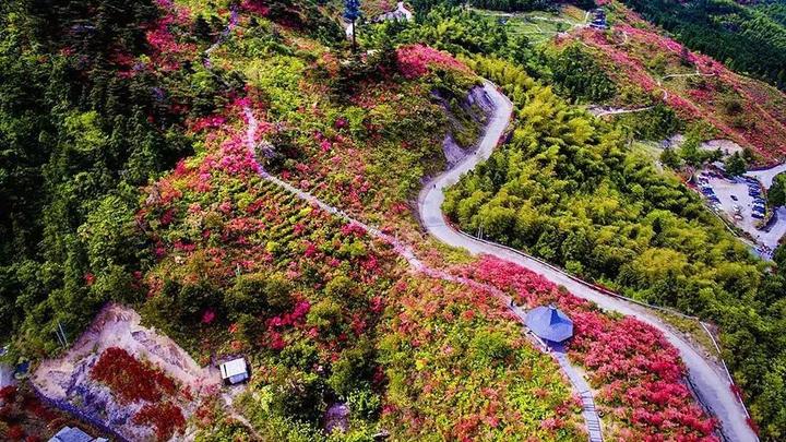 衢州周边8处映山红胜地,将迎来花期