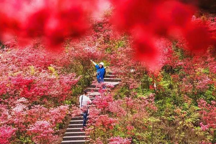 衢州周边8处映山红胜地,将迎来花期