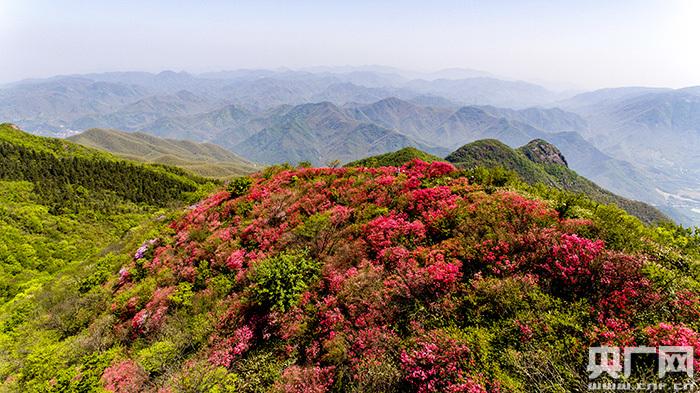 在杭州市余杭区百丈镇的平天堂山顶便有一片杜鹃林,占地近千亩,是杭州