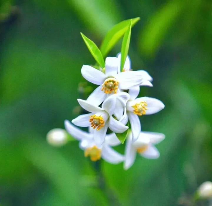 五一小长假,常山花等你来赏