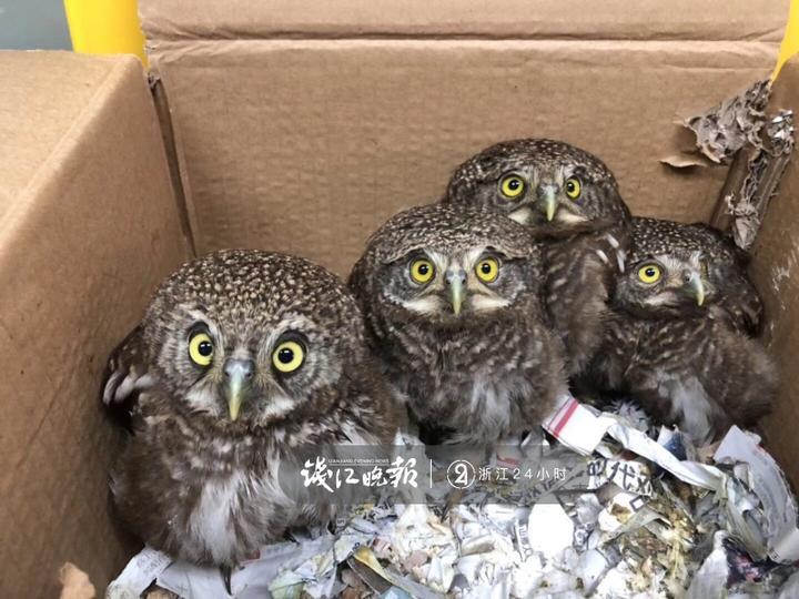 被好心人救下的猫头鹰幼鸟