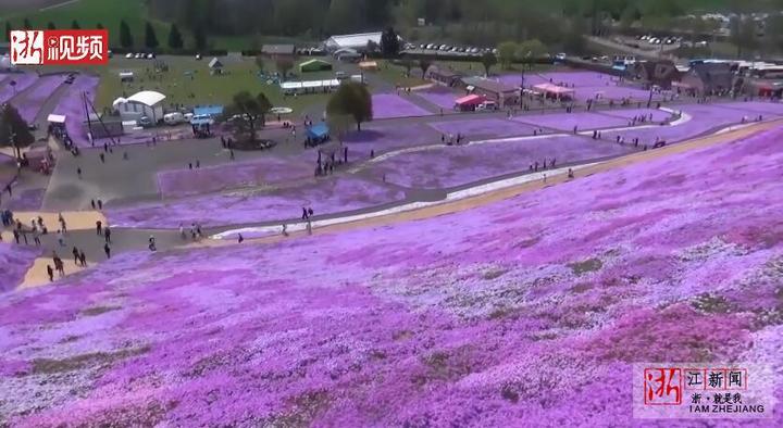 北海道芝樱盛放 超梦幻花海似粉紫色地毯