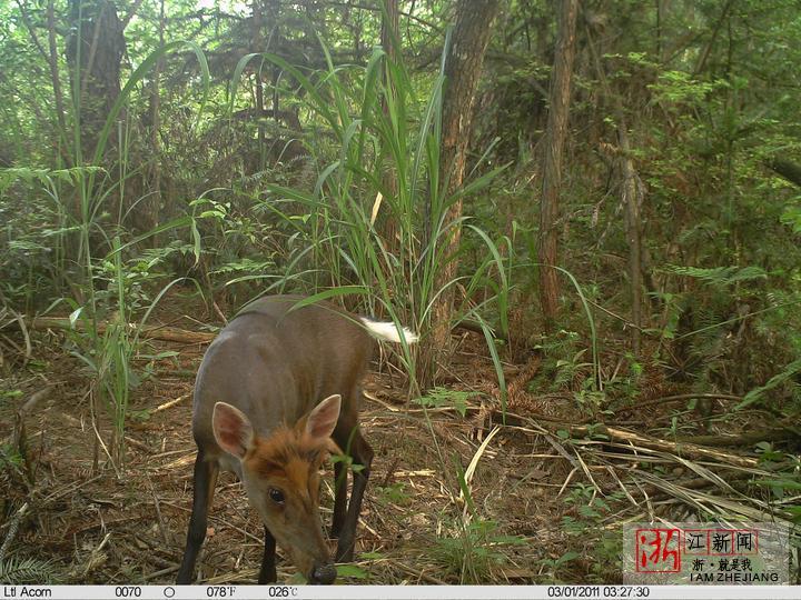 藏酋猴拔草,黄腹角雉啄食……大波国宝级野生动物浙江